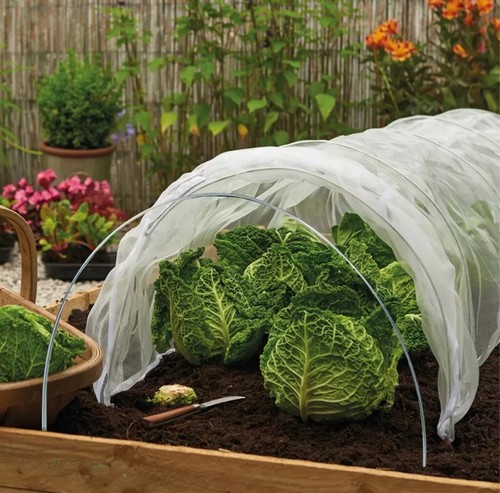 Poly tunnel cloche - tunnel,